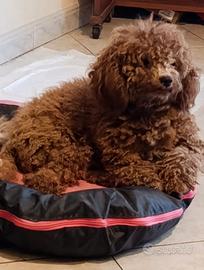 Barboncino con pedigree