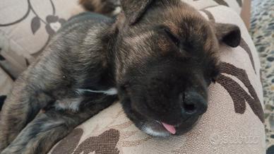 Cucciolo cane corso