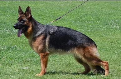 Femmina pastore tedesco