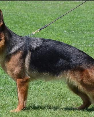 Femmina pastore tedesco