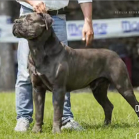 Cuccioli selezionati Cane Corso Grigi e Neri
