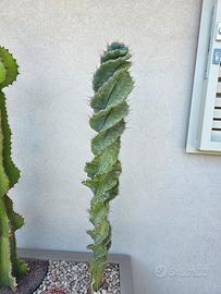 pianta grassa Cereus forbesii cv. spiralis