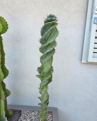 pianta grassa Cereus forbesii cv. spiralis