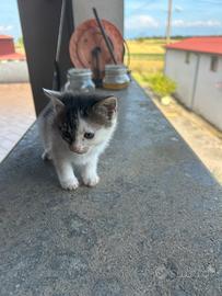 Gattina femmina