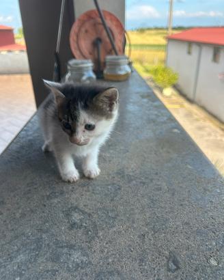Gattina femmina