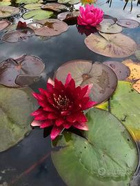 Piante acquatiche da laghetto, biolago e minipond