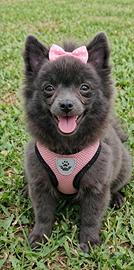 Spitz tedesco