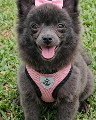 Spitz tedesco