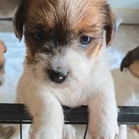 Jack Russell Terrier pedigree ENCI - broken/ruvidi