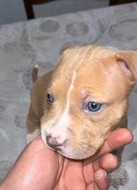 Pitbull terrier red nouse