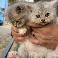 Gatto siberiano cucciolo maschio di tre mesi