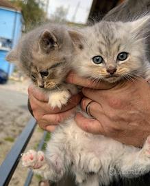 Gatto siberiano cucciolo maschio di tre mesi