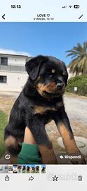 Cucciolo rottweiler