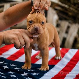 Pitbull UKC Maschio Red nose