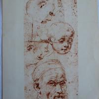 Studi di teste di Andrea del Sarto