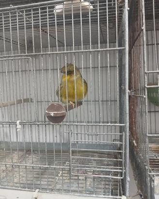 Canarino