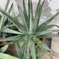 Pianta Aloe Vera Gigante (+80cm) con vaso ilcluso