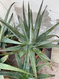 Pianta Aloe Vera Gigante (+80cm) con vaso ilcluso