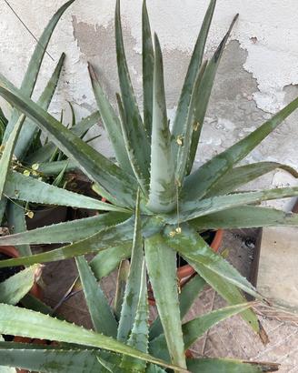 Pianta Aloe Vera Gigante (+80cm) con vaso ilcluso