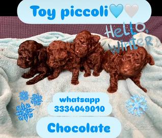 Barboncini toy marroni Pedigree