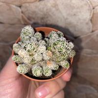 Cactus Mammillaria vetula gracilis