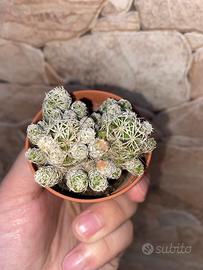 Cactus Mammillaria vetula gracilis