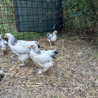 Pulcini di varie razze