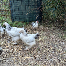 Pulcini di varie razze