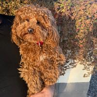 Teddy cane barboncino