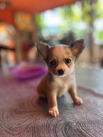 Chihuahua