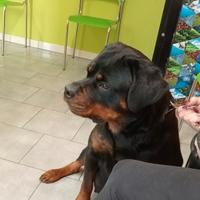 Rottweiler