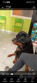 Rottweiler