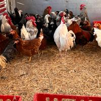 Galline ovaiole consegna a domicilio