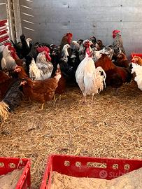 Galline ovaiole consegna a domicilio