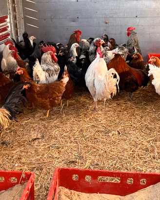 Galline ovaiole consegna a domicilio