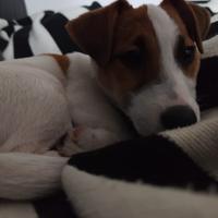 Cucciolo jack russell