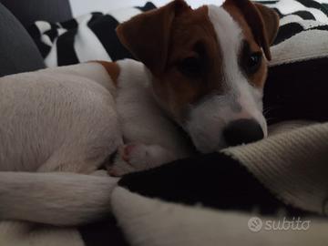 Cucciolo jack russell