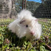 Porcellini d'india/cavie peruviane pelo riccio