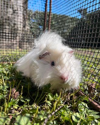 Porcellini d'india/cavie peruviane pelo riccio