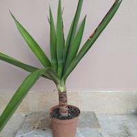 yucca, tronchetto della felicità