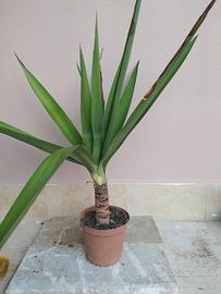 yucca, tronchetto della felicità