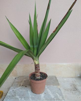 yucca, tronchetto della felicità