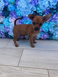 Cucciolo di pinsher chihuahua maschio