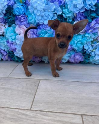 Cucciolo di pinsher chihuahua maschio
