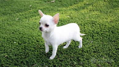 Chihuahua