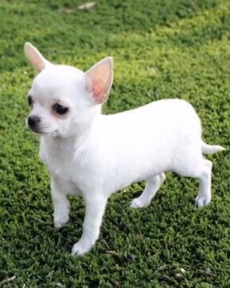 Chihuahua
