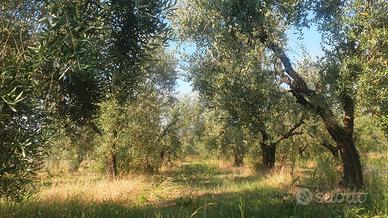 Vendita terreno a oliveto