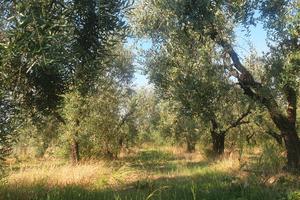 Vendita terreno a oliveto