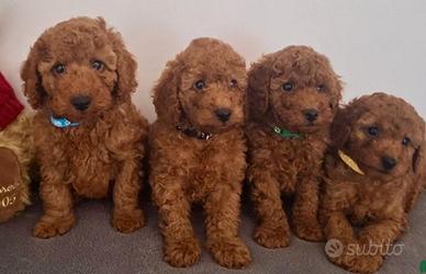 Cuccioli barboncino red mini toy maschio femmina