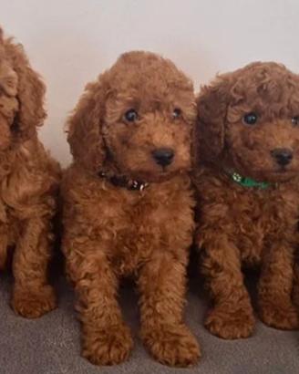 Cuccioli barboncino red mini toy maschio femmina